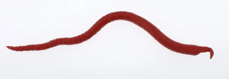 Berkley Gulp! Saltwater Extruded Bloodworm Soft Baits