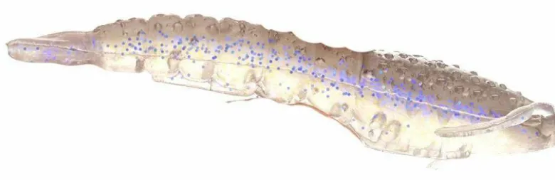 Berkley Gulp! Translucent Shrimp Soft Baits