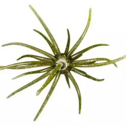 Hags Baits Prickly Pear Lures
