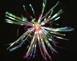 Jigging World Holographic Flash Teasers