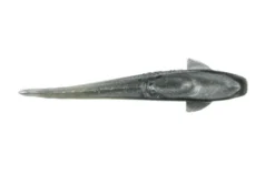 NLBN - No Live Bait Needed 5